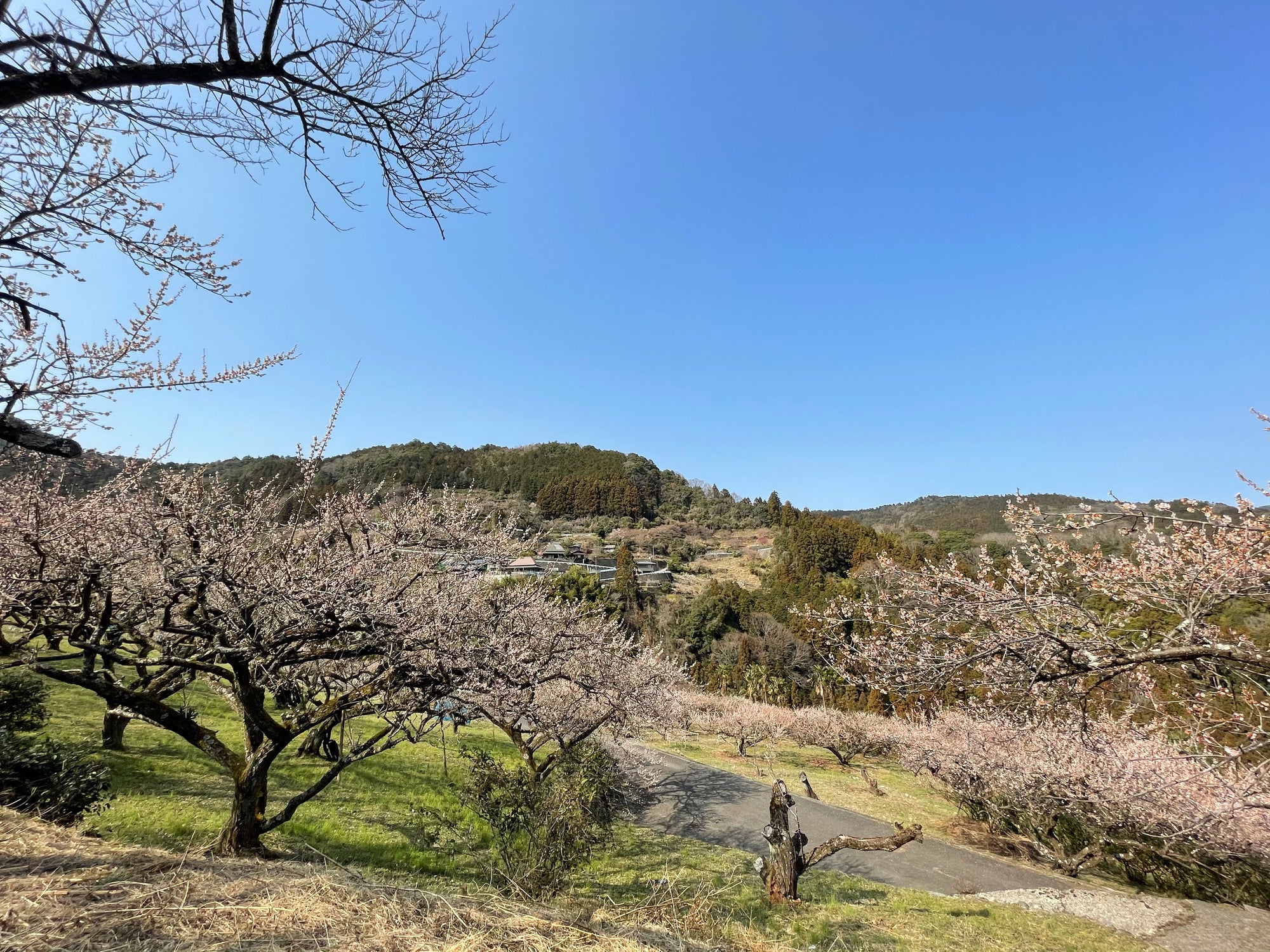 春の神山案内・1万6000本の花が咲く「梅の里・阿川」